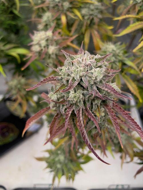 wizards apprentice, crinkled cookies,. Week 10