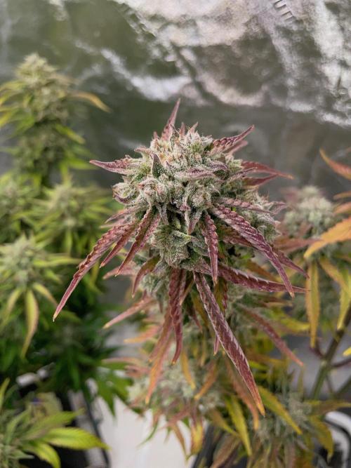 wizards apprentice, crinkled cookies,. Week 10