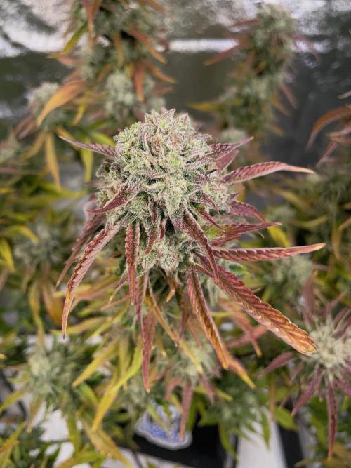 wizards apprentice, crinkled cookies,. Week 10