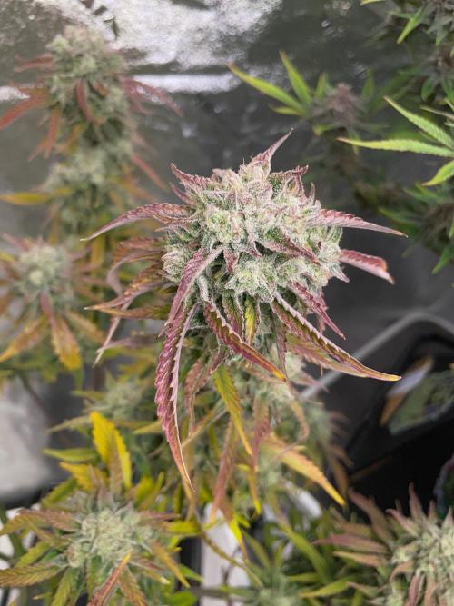 wizards apprentice, crinkled cookies,. Week 10