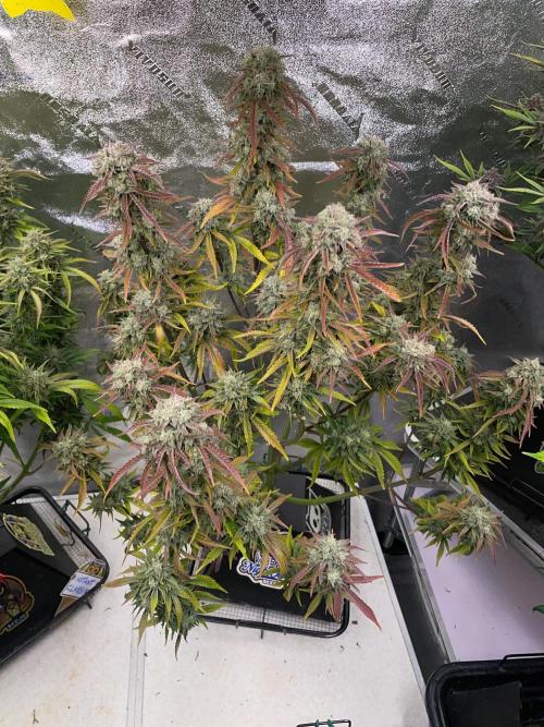wizards apprentice, crinkled cookies,. Week 10
