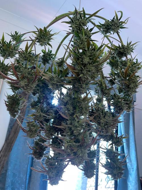 wizards apprentice, crinkled cookies,. Week 10