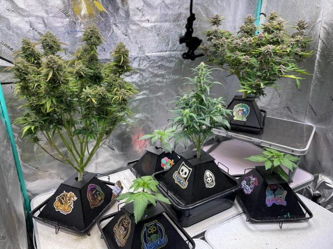 wizards apprentice, crinkled cookies,. Week 10