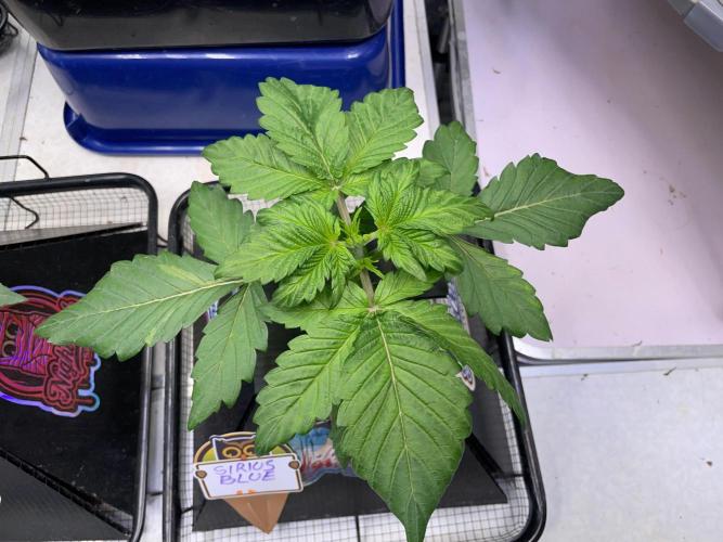 Strawpope, Sirius, ChemKush. Week 3 - Sirius Blue