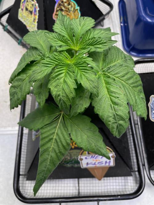 Strawpope, Sirius, ChemKush. Week 3 - Chem