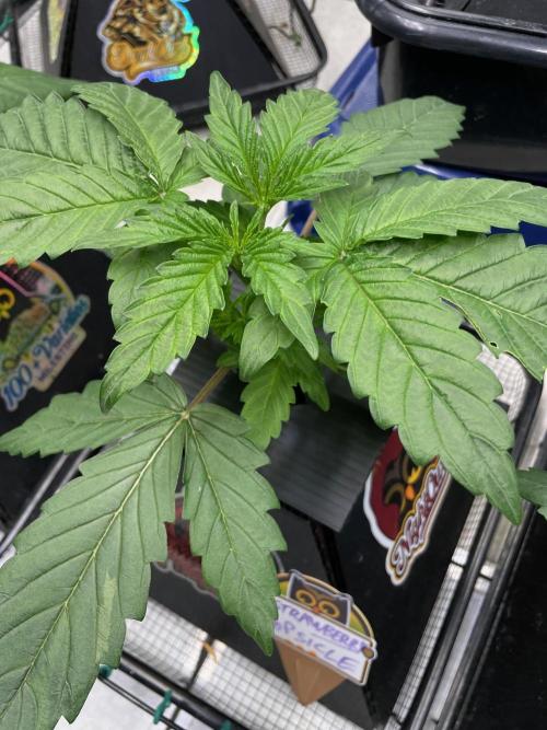 Strawpope, Sirius, ChemKush. Week 3 - Strawberry