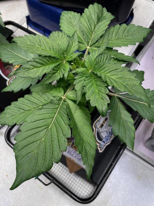 Strawpope, Sirius, ChemKush. Week 3 - Sirius