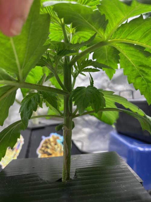 Strawpope, Sirius, ChemKush. Week 3 - Chem