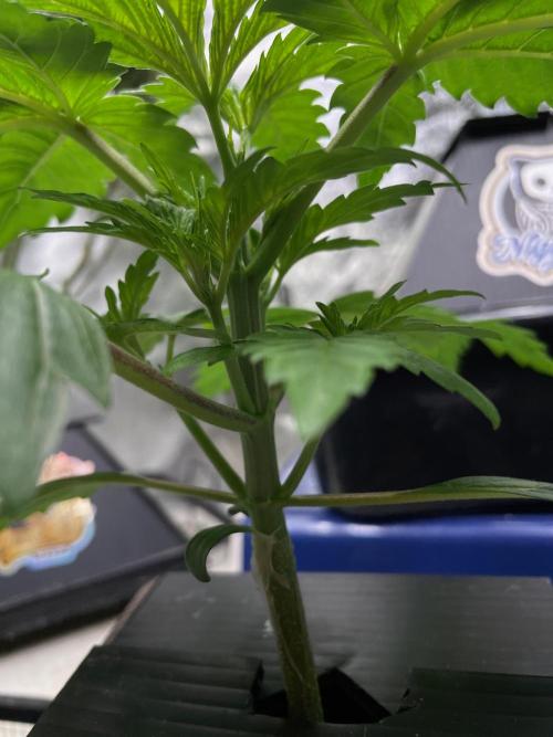 Strawpope, Sirius, ChemKush. Week 3 - Strawberry