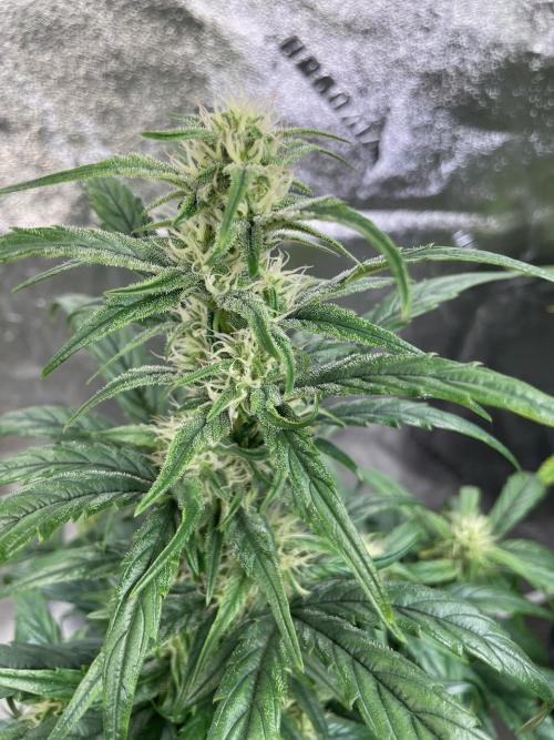 Mulberry Re-used Pyramid. Week 7