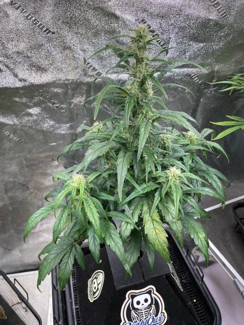 Mulberry Re-used Pyramid. Week 7