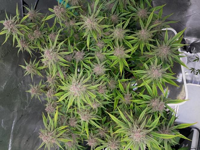 wizards apprentice, crinkled cookies,. Week 11