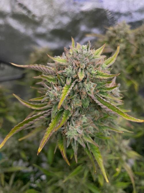 wizards apprentice, crinkled cookies,. Week 11