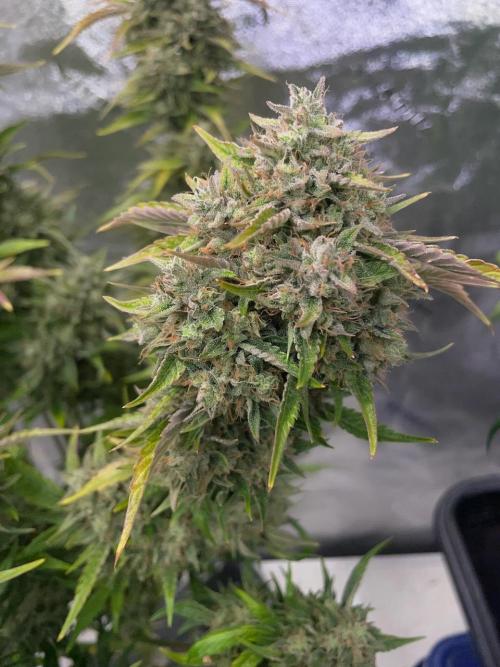 wizards apprentice, crinkled cookies,. Week 11