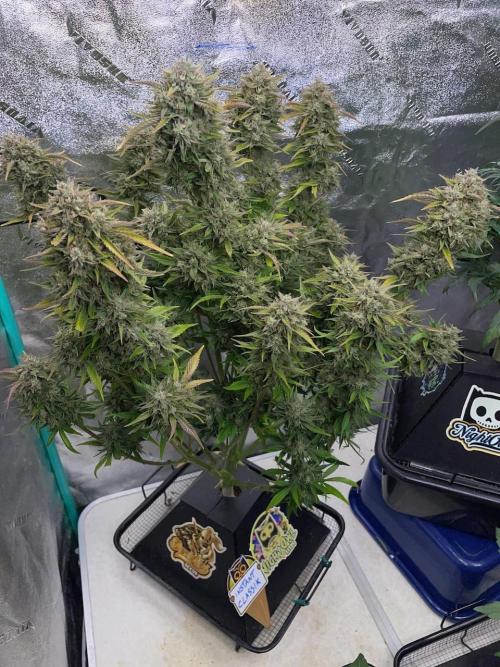 wizards apprentice, crinkled cookies,. Week 11