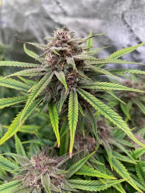 wizards apprentice, crinkled cookies,. Week 11