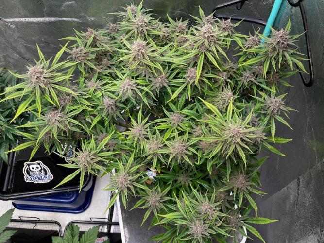 wizards apprentice, crinkled cookies,. Week 11