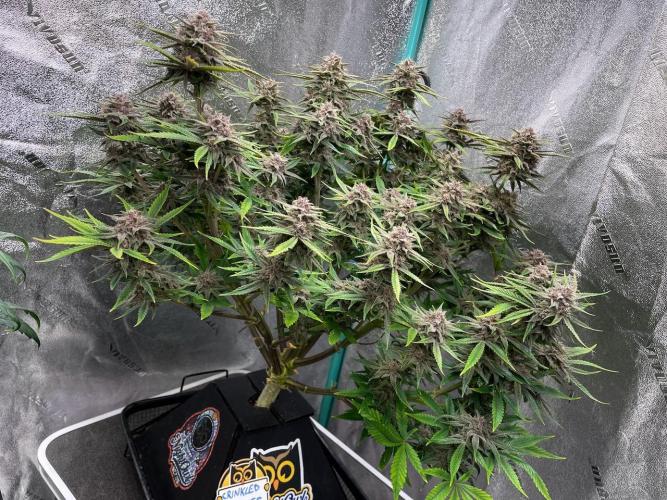 wizards apprentice, crinkled cookies,. Week 11