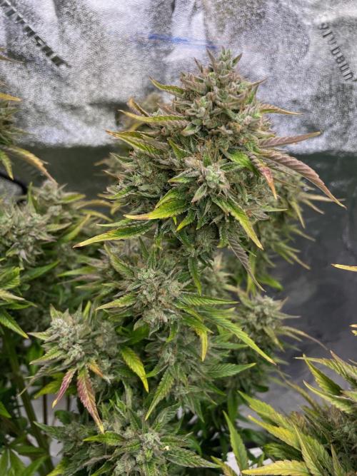 wizards apprentice, crinkled cookies,. Week 11