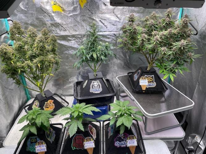 wizards apprentice, crinkled cookies,. Week 11