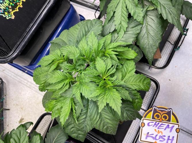 Strawpope, Sirius, ChemKush. Week 4
