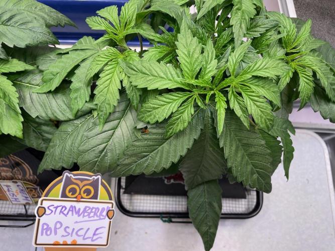 Strawpope, Sirius, ChemKush. Week 4
