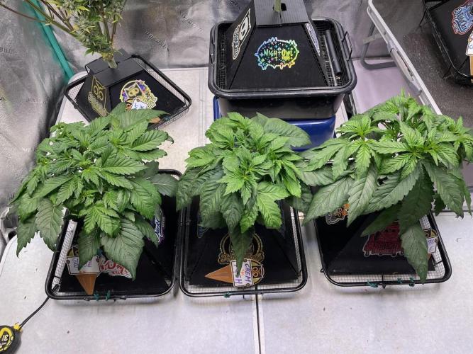 Strawpope, Sirius, ChemKush. Week 4