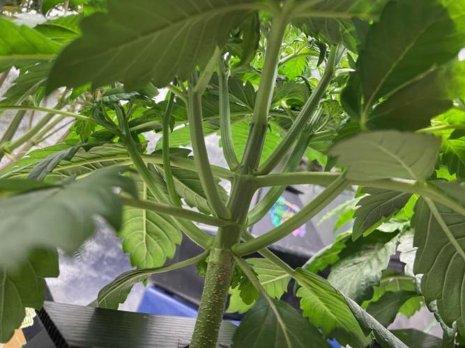 Strawpope, Sirius, ChemKush. Week 4