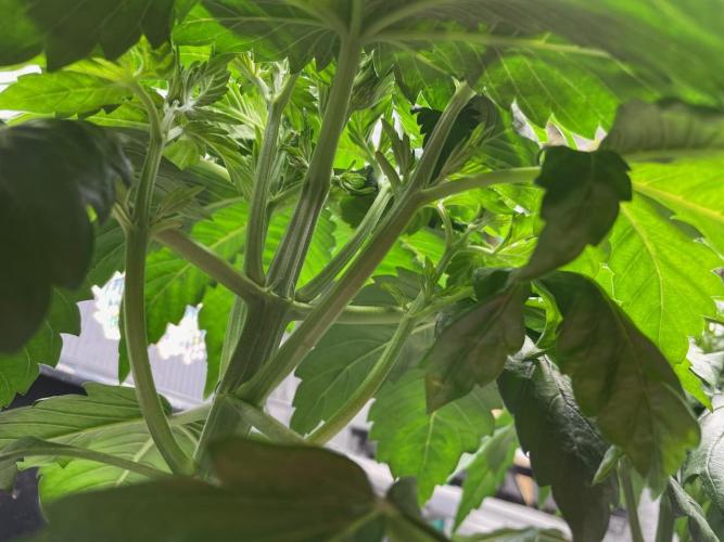 Strawpope, Sirius, ChemKush. Week 4