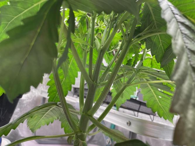Strawpope, Sirius, ChemKush. Week 4