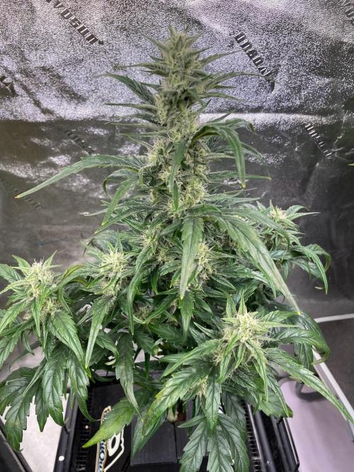Mulberry Re-used Pyramid. Week 8