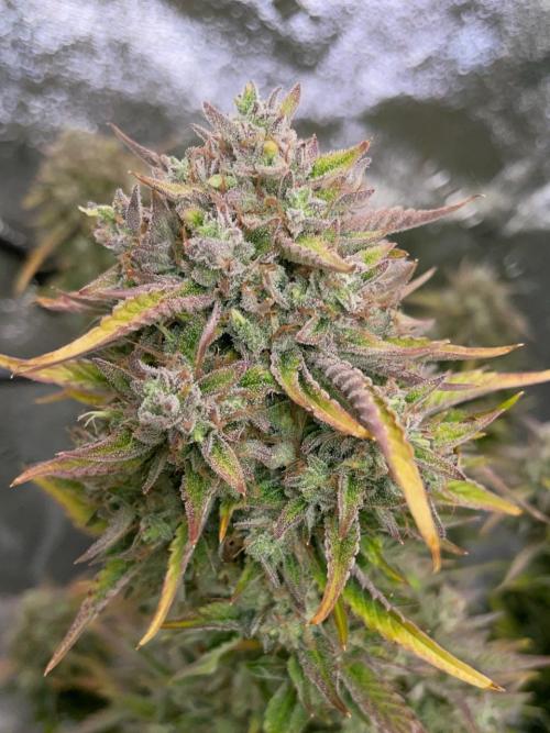wizards apprentice, crinkled cookies,. Week 12