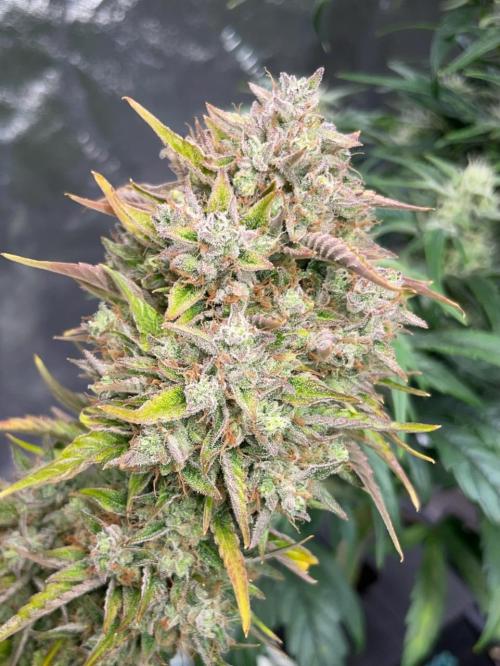 wizards apprentice, crinkled cookies,. Week 12