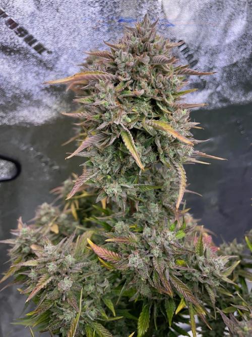 wizards apprentice, crinkled cookies,. Week 12