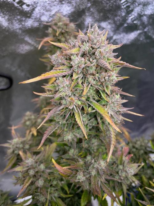 wizards apprentice, crinkled cookies,. Week 12