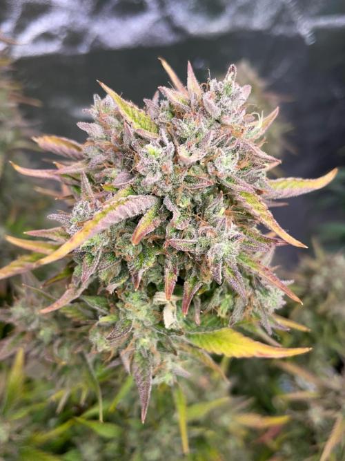 wizards apprentice, crinkled cookies,. Week 12