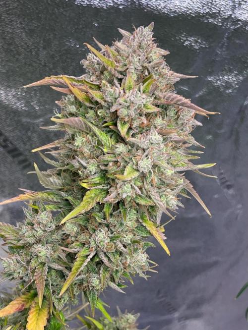 wizards apprentice, crinkled cookies,. Week 12