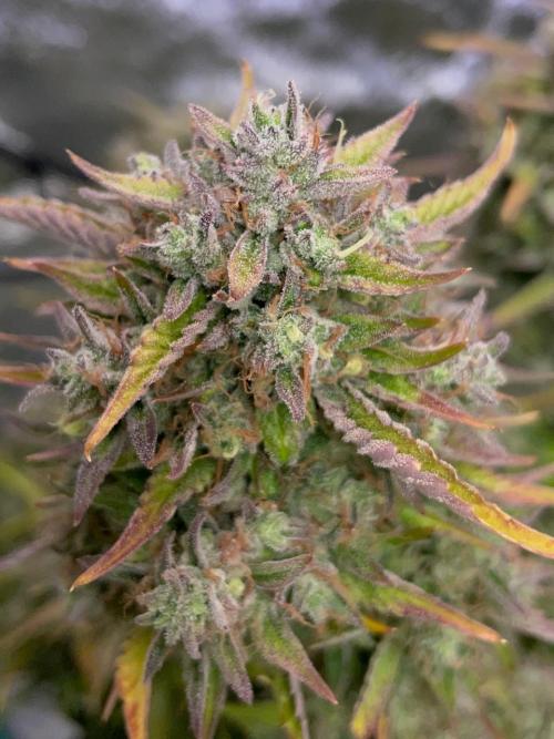 wizards apprentice, crinkled cookies,. Week 12