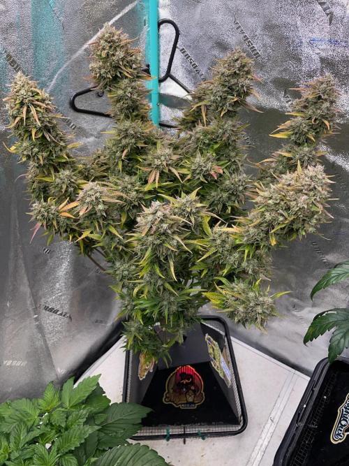wizards apprentice, crinkled cookies,. Week 12