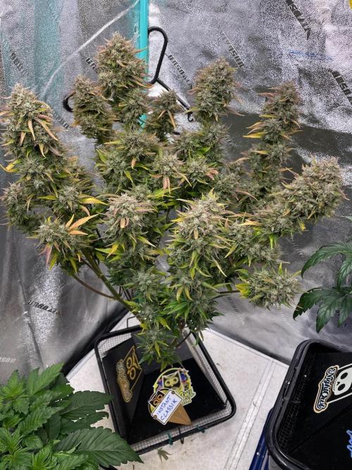 wizards apprentice, crinkled cookies,. Week 12