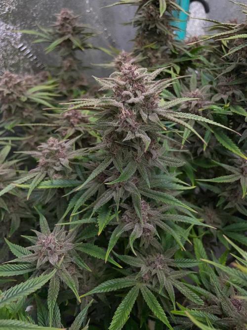 wizards apprentice, crinkled cookies,. Week 12