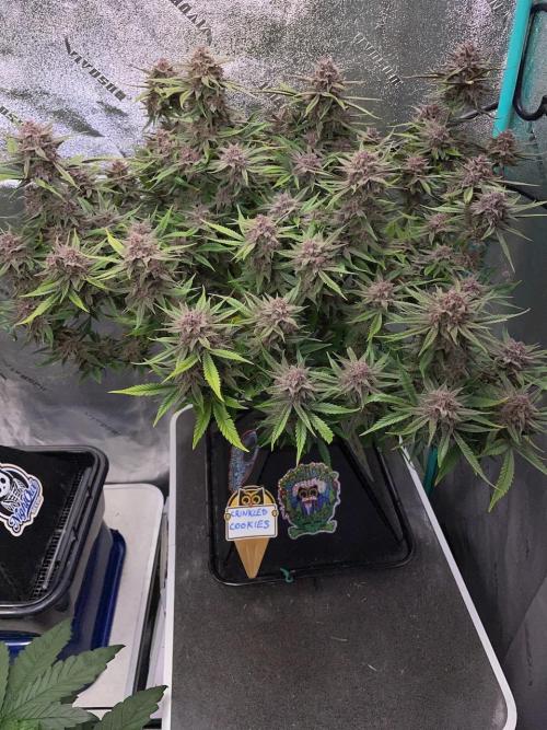 wizards apprentice, crinkled cookies,. Week 12