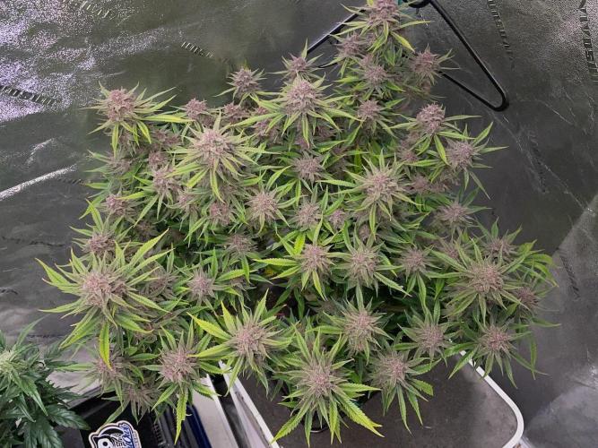 wizards apprentice, crinkled cookies,. Week 12