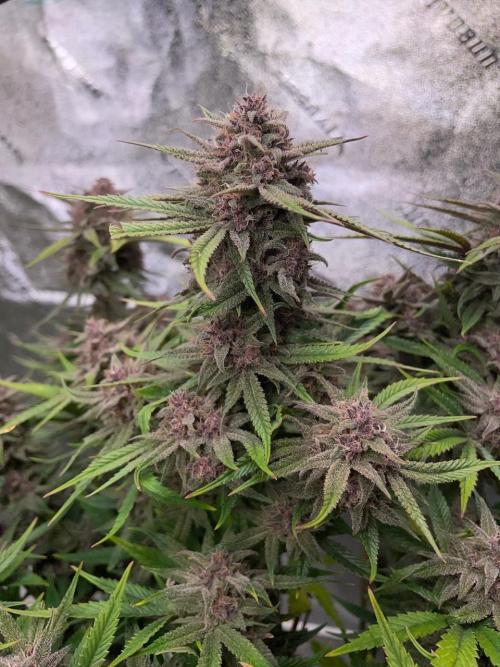 wizards apprentice, crinkled cookies,. Week 12