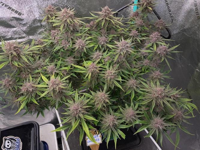 wizards apprentice, crinkled cookies,. Week 12