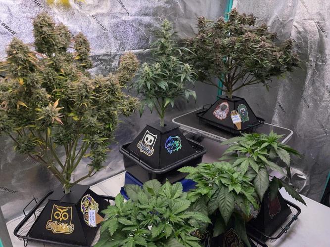 wizards apprentice, crinkled cookies,. Week 12