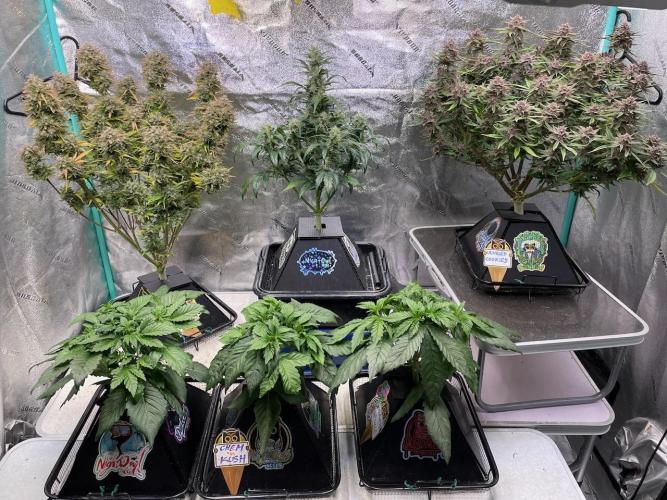 wizards apprentice, crinkled cookies,. Week 12