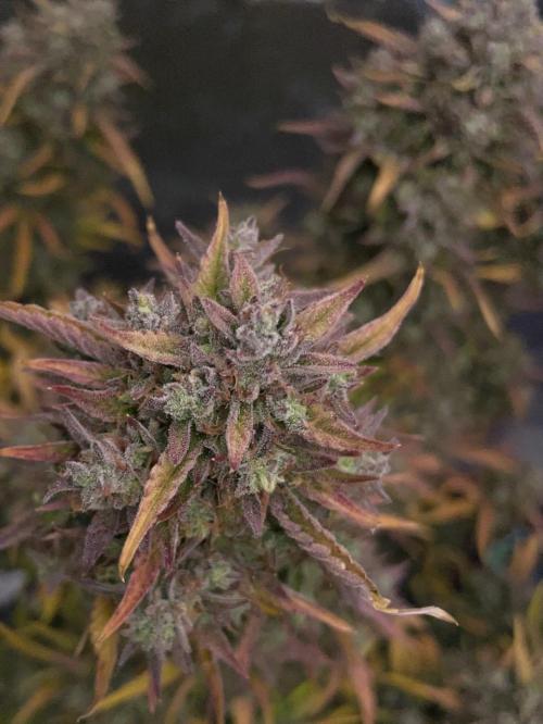 wizards apprentice, crinkled cookies,. Week 12