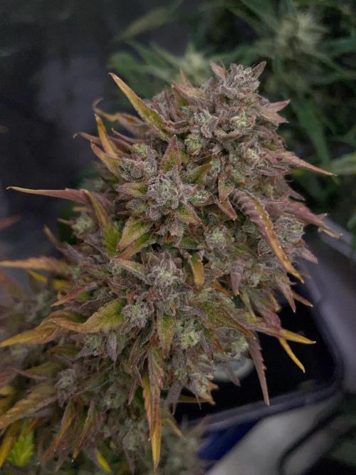 wizards apprentice, crinkled cookies,. Week 12