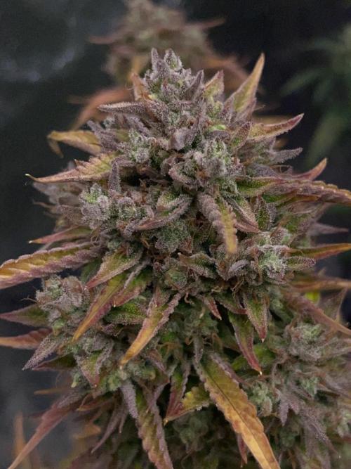 wizards apprentice, crinkled cookies,. Week 12